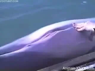Horny guy at SeaWorld tries sexual perversions with the dolphin