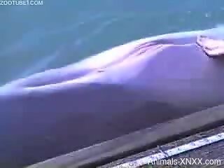 Horny guy at SeaWorld tries sexual perversions with the dolphin