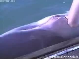 Horny guy at SeaWorld tries sexual perversions with the dolphin
