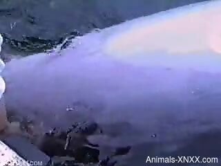 Energized amateur man finger fucks a dolphin to fulfill his de...