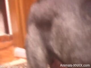 Curly babe and her best friend get intimate with the dog