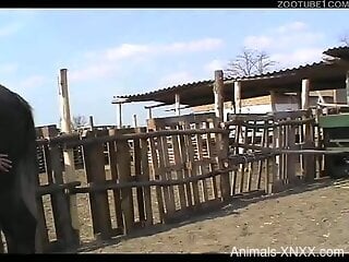 Fine women provide best compilation with zoophilia blowjob