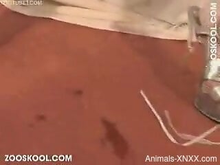 Nude slut goes loud when the dog humps her shaved cunt