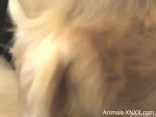 Aroused female granted tasty dog dick to play with in sexy scenes