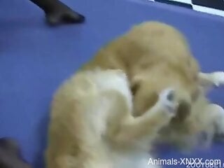 Blonde hottie tries dog dick in each of her holes