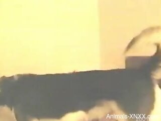 Sexy female with big tits loves masturbating with her dog around