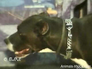 Tight woman gets deep fucked by the dog and soaked in jizz