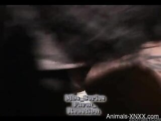 Nude beauty fitted with dog cock in both her creamy holes