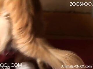 Thirsty beauty swallows the dog's sperm after great oral