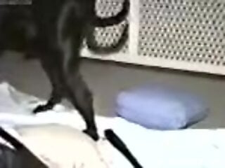 Nude woman lets curious dog penetrate her muff from behind