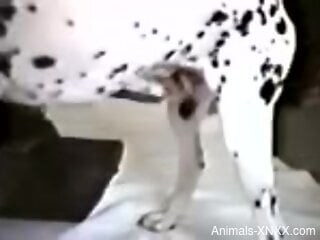 Nude woman lets curious dog penetrate her muff from behind