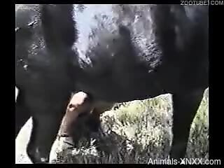 Sexy ass babe loudly sucks the horse's cock and tries sex with it