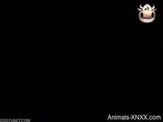 Appealing babes play with horse cocks in a spicy compilation