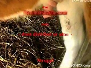 Mature in sexy stockings tries dog dick in rough scenes