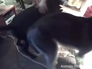 Busty blonde shoves dog dick in each of her holes