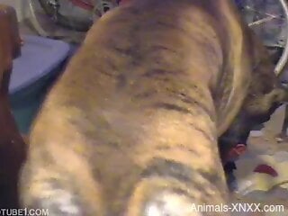 Brown doggie loves humping zoophile's ass