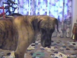 Brown doggie loves humping zoophile's ass