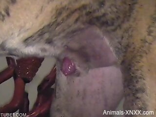 Brown doggie loves humping zoophile's ass