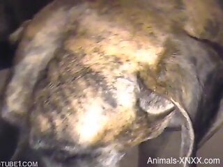 Brown doggie loves humping zoophile's ass