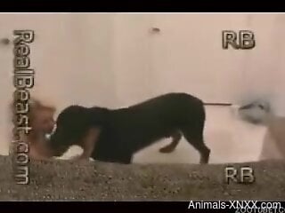 Unforgettable homemade zoo porn for a blond bitch