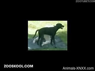 Fat whore loves lecherous zoo sex a lot