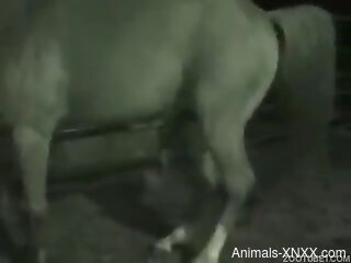 Zoophile's hole is annihilated by horse dick