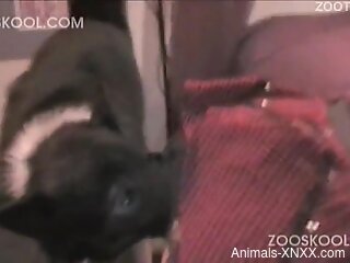 Masked brunette is sucking dog's dick in zoo porn