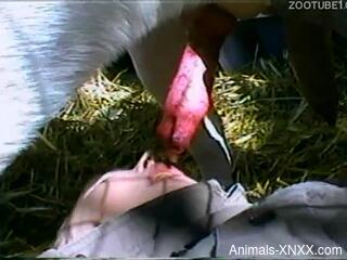 Aroused slut fucks with the dog after a perfect blowjob