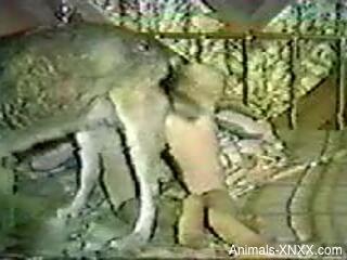 Vintage zoophilia porn scenes between a woman and her furry dog
