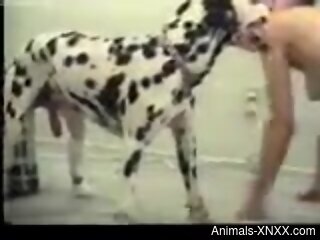 Dashing slut fucked by her dog in homemade cam scenes