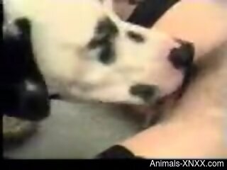 Dashing slut fucked by her dog in homemade cam scenes
