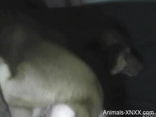 Masked slut tries unique sex perversions with the dog