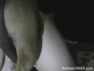 Masked slut tries unique sex perversions with the dog