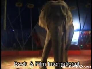 Blonde babe plays naked at the circus next to an elephant