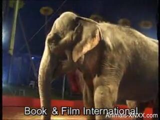 Blonde babe plays naked at the circus next to an elephant