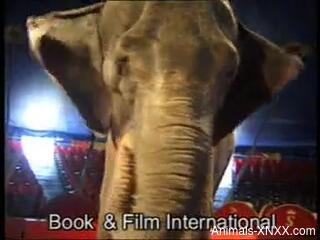 Blonde babe plays naked at the circus next to an elephant