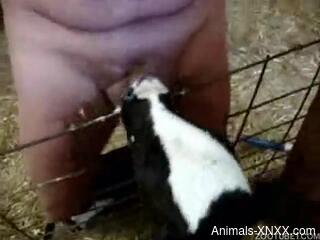 Horny man lets curious veal lick his penis during jerk off scenes