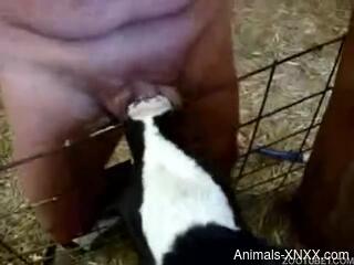 Horny man lets curious veal lick his penis during jerk off scenes
