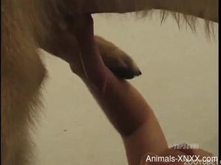 Latina babes swap animals' cocks in a serious zoophilia compil...