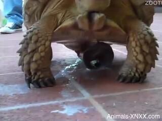 Mature granny feels sexually attracted to her turtle