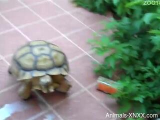 Mature granny feels sexually attracted to her turtle