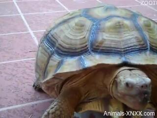 Mature granny feels sexually attracted to her turtle