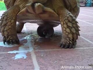 Mature granny feels sexually attracted to her turtle