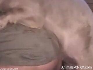 Pig fucks naked woman at the farm and impregnates her