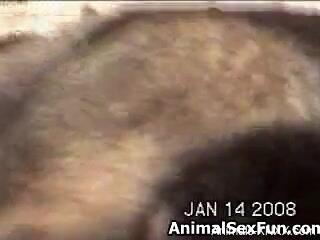 Naked woman lets the dog lick her pussy until she comes
