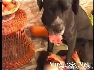 Sexy female sucks her dog's penis on camera while she moans