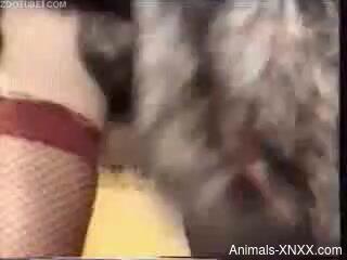 Sexy babe in red stockings gets her pussy slammed by the dog